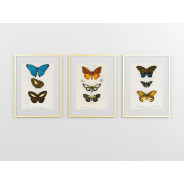 Комплект постерів "Botanical. Butterflies"