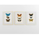 Комплект постерів "Botanical. Butterflies"
