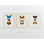 Комплект постерів "Botanical. Butterflies"