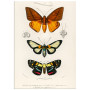 Комплект постерів "Botanical. Butterflies"