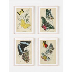 Комплект постерів "Botanical. Butterflies"