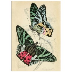 Комплект постеров "Botanical. Butterflies"