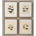 Комплект постеров "Botanical. Butterflies"