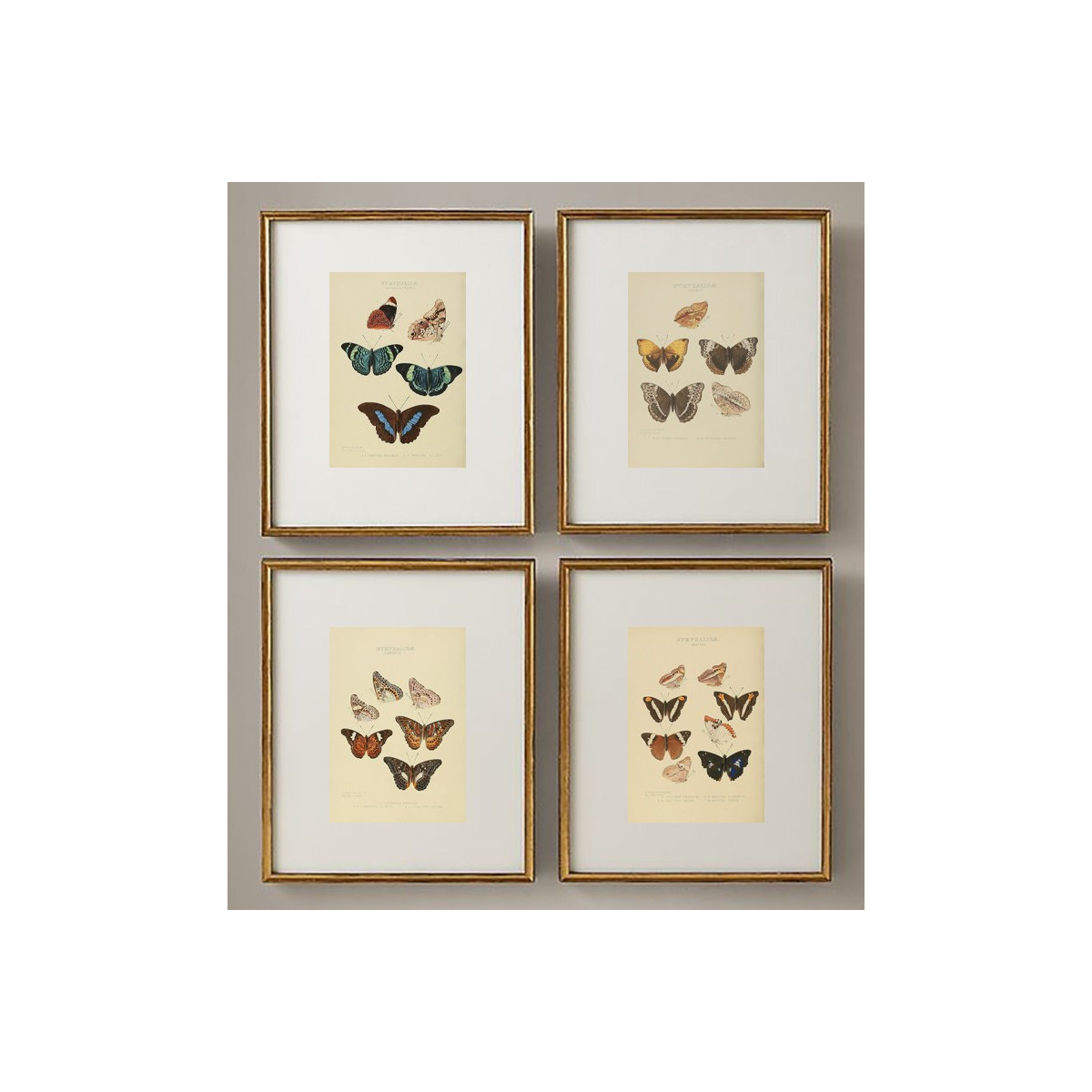 Комплект постеров "Botanical. Butterflies"