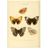 Комплект постеров "Botanical. Butterflies"