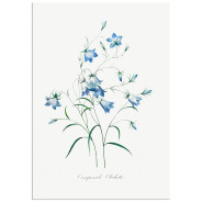 Комплект постеров "Botanical. Flowers"