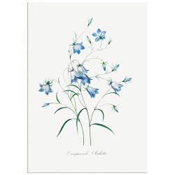 Комплект постерів "Botanical. Flowers"