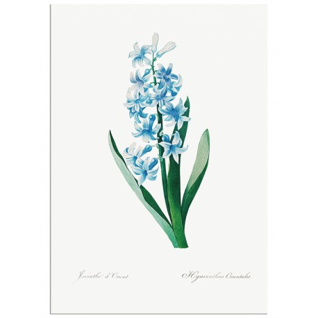 Комплект постерів "Botanical. Flowers" Комплект постерів "Botanical. Flowers"