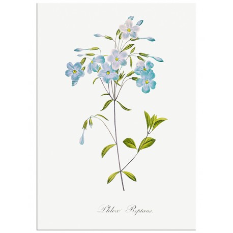 Комплект постеров "Botanical. Flowers"