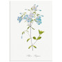 Комплект постерів "Botanical. Flowers" Комплект постерів "Botanical. Flowers"