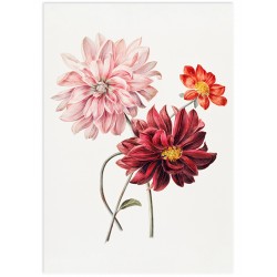 Комплект постерів "Botanical. Flowers"