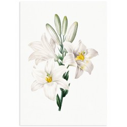 Комплект постерів "Botanical. Flowers"