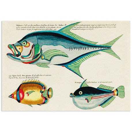Комплект постерів "Psychedelic Fish. Louis Renard"