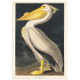 Комплект постеров "Birds. John James Audubon"