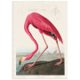 Комплект постеров "Birds. John James Audubon"