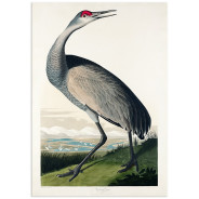 Комплект постеров "Birds. John James Audubon"