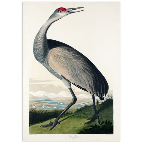 Комплект постеров "Birds. John James Audubon"