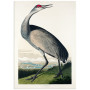 Комплект постеров "Birds. John James Audubon"