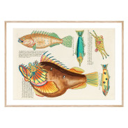 Комплект постеров в рамках "Psychedelic Fish. Louis Renard"