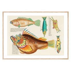 Комплект постеров в рамках "Psychedelic Fish. Louis Renard"