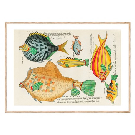Комплект постеров в рамках "Psychedelic Fish. Louis Renard"