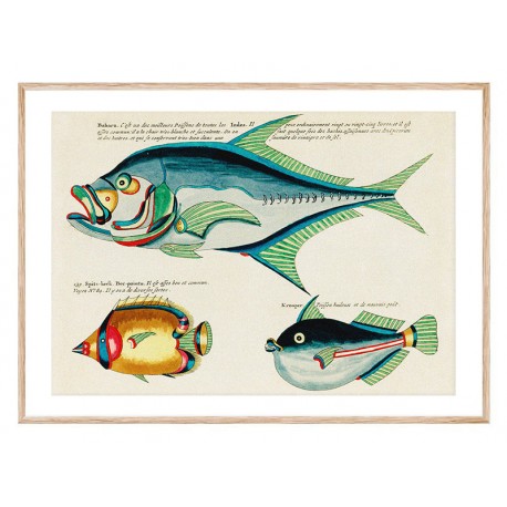 Комплект постеров в рамках "Psychedelic Fish. Louis Renard"