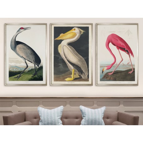 Комплект постеров в рамкках "Birds. John James Audubon"