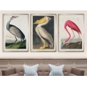 Комплект постеров в рамкках "Birds. John James Audubon"