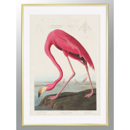 Комплект постеров в рамкках "Birds. John James Audubon"