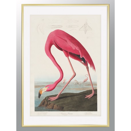 Комплект постеров в рамкках "Birds. John James Audubon"