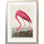 Комплект постеров в рамкках "Birds. John James Audubon"