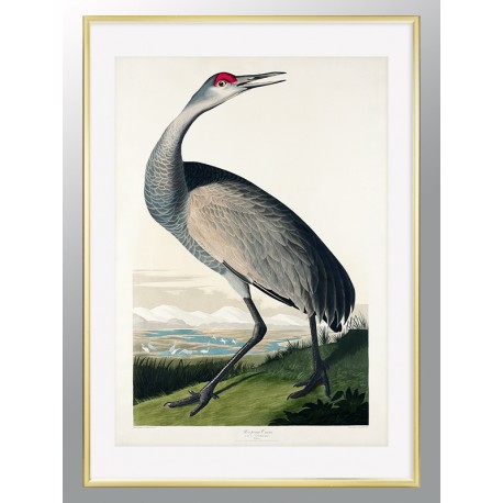 Комплект постерів в рамках "Birds. John James Audubon"