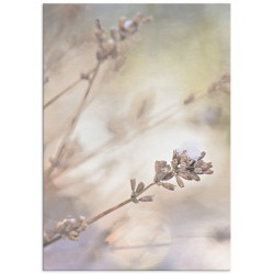 Постер "Lavender"