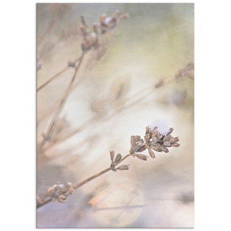 Постер "Lavender"