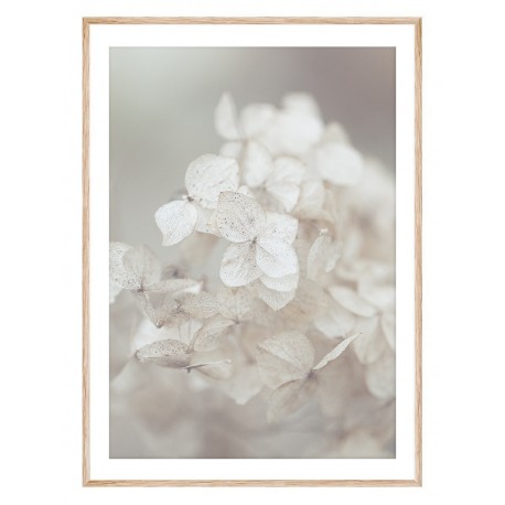 Постер "Hydrangea"
