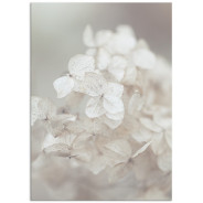 Постер "Hydrangea"