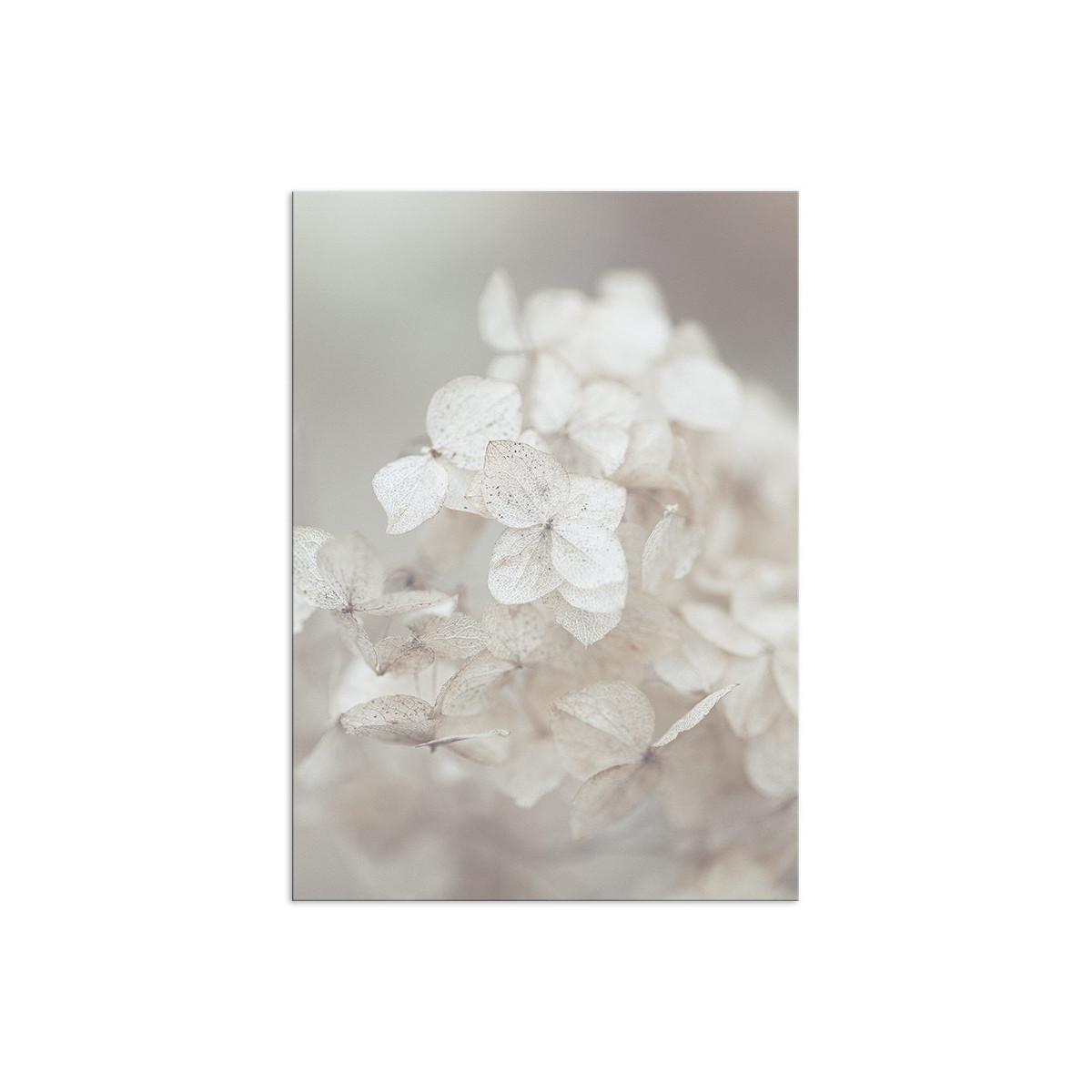 Постер "Hydrangea"