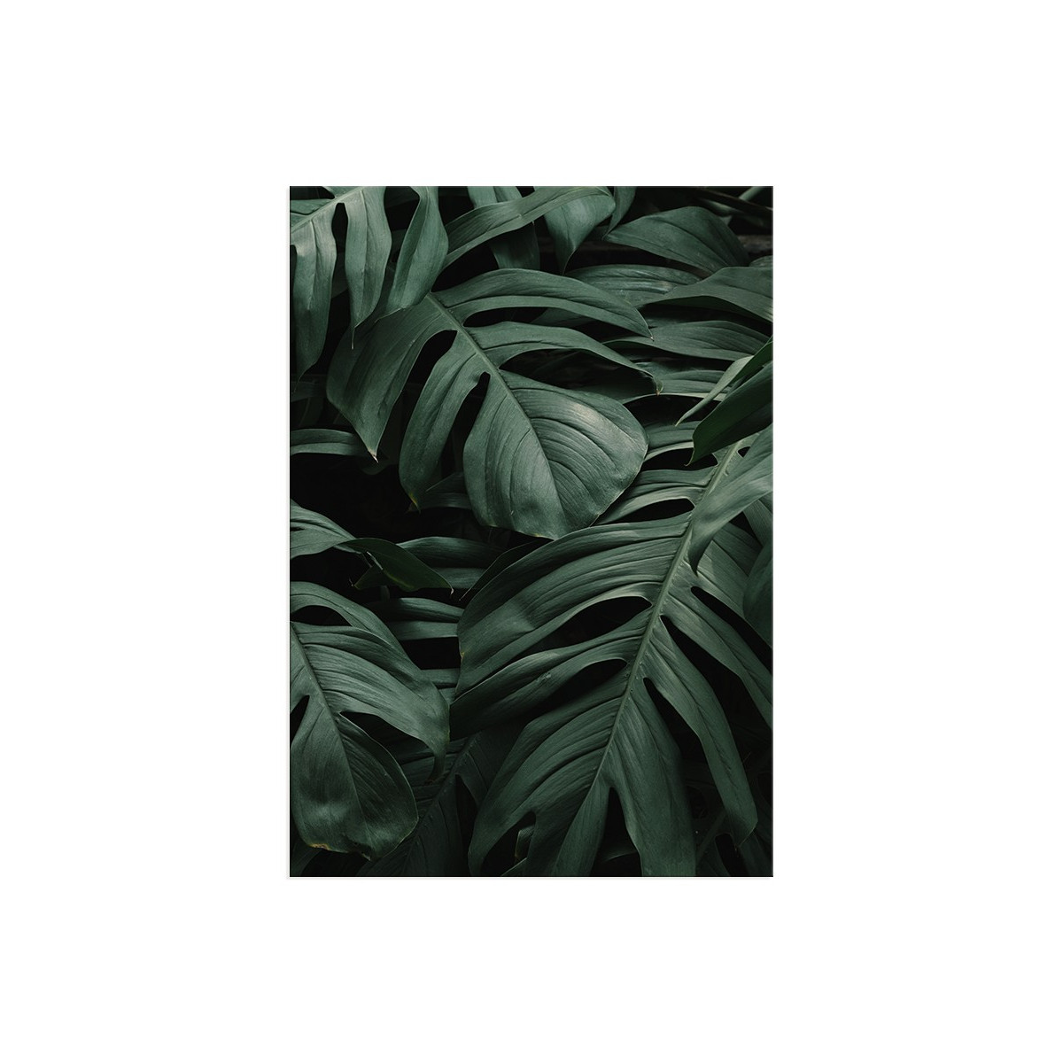 Постер "Tropical"