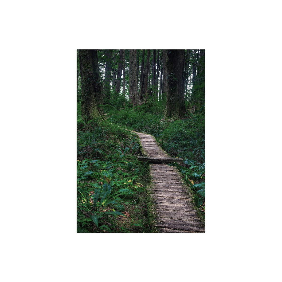 Постер "Forest"