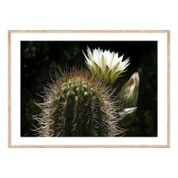 Постер "Cactus"