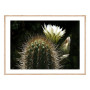 Постер "Cactus"