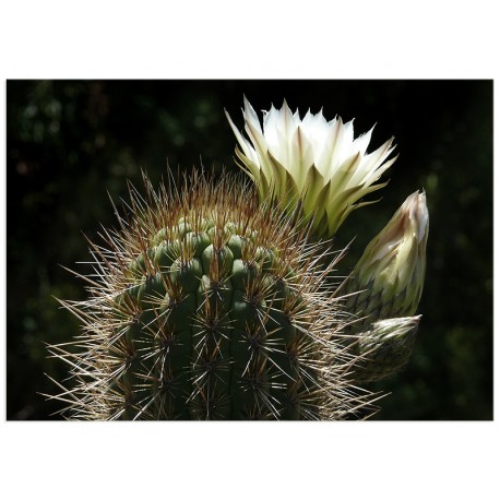 Постер "Cactus"
