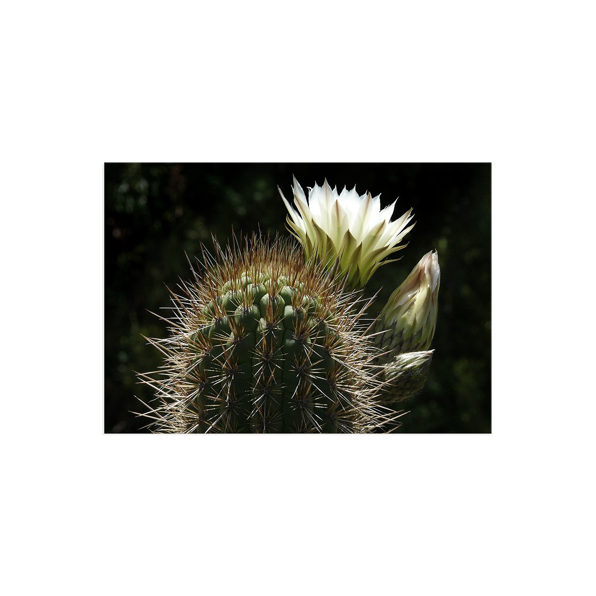 Постер "Cactus"