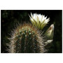 Постер "Cactus"