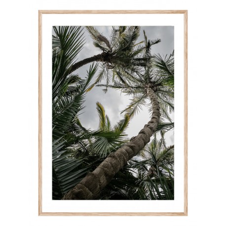 Постер "Palm"