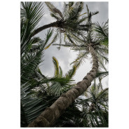 Постер "Palm"