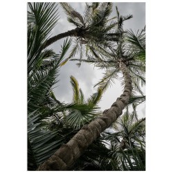 Постер "Palm"