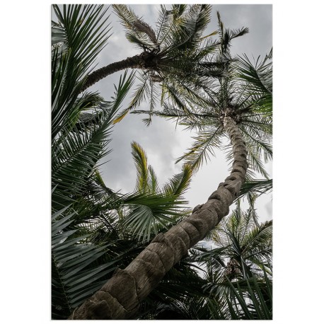 Постер "Palm"