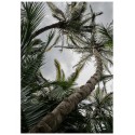 Постер "Palm"