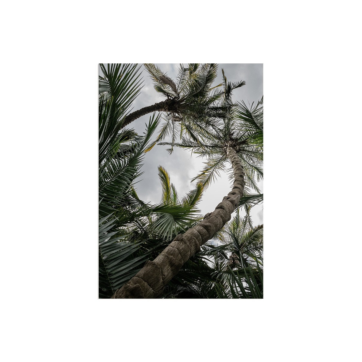 Постер "Palm"